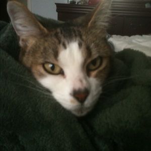 Meet your Posher, Trifon